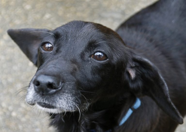APADAN est l'une des associations où vous pouvez adopter un chien en Galice.