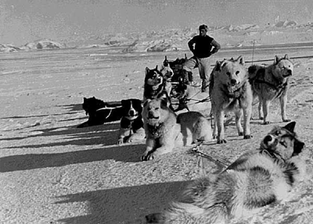 Le chien polaire argentin est l’une des races de chiens qui ont disparu à cause de l’action directe de l’homme.