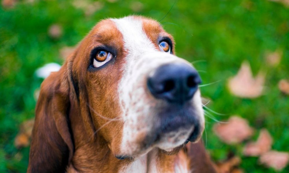 basset hound cachorro