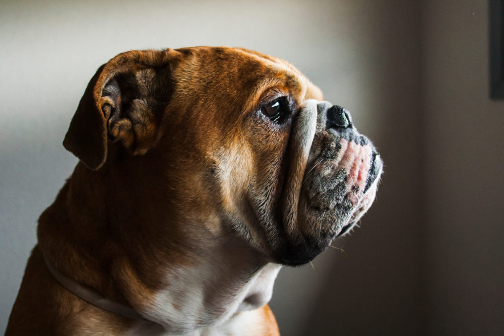 bulldog