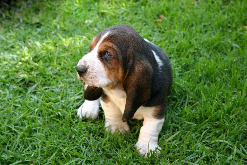 Caractéristiques du Basset Hound