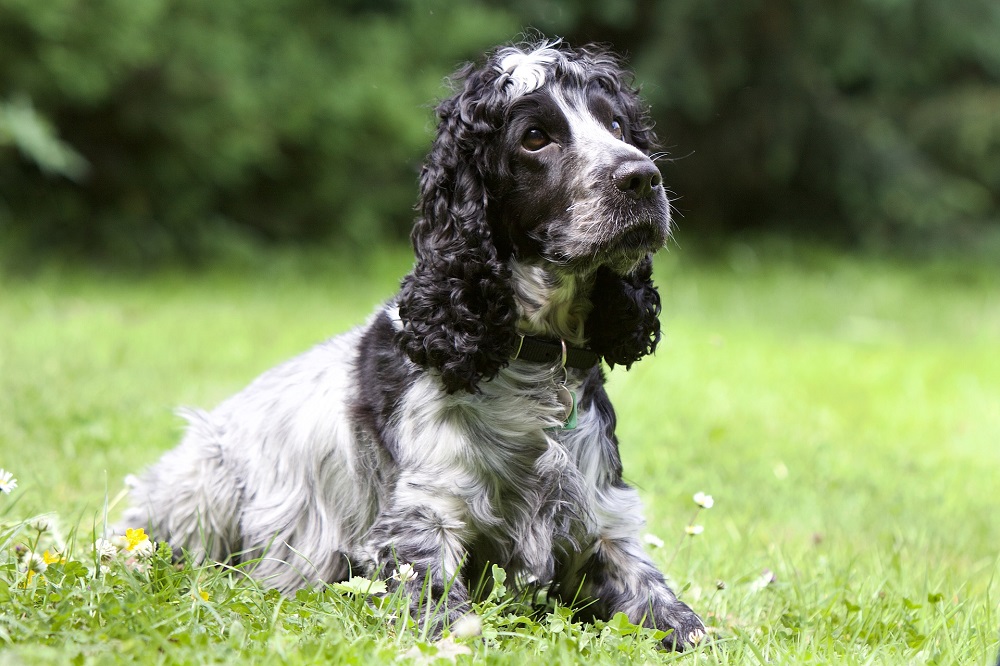Caractéristiques du Cocker Spaniel anglais
