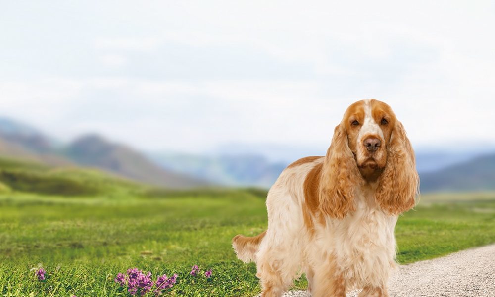 cocker spaniel inglés