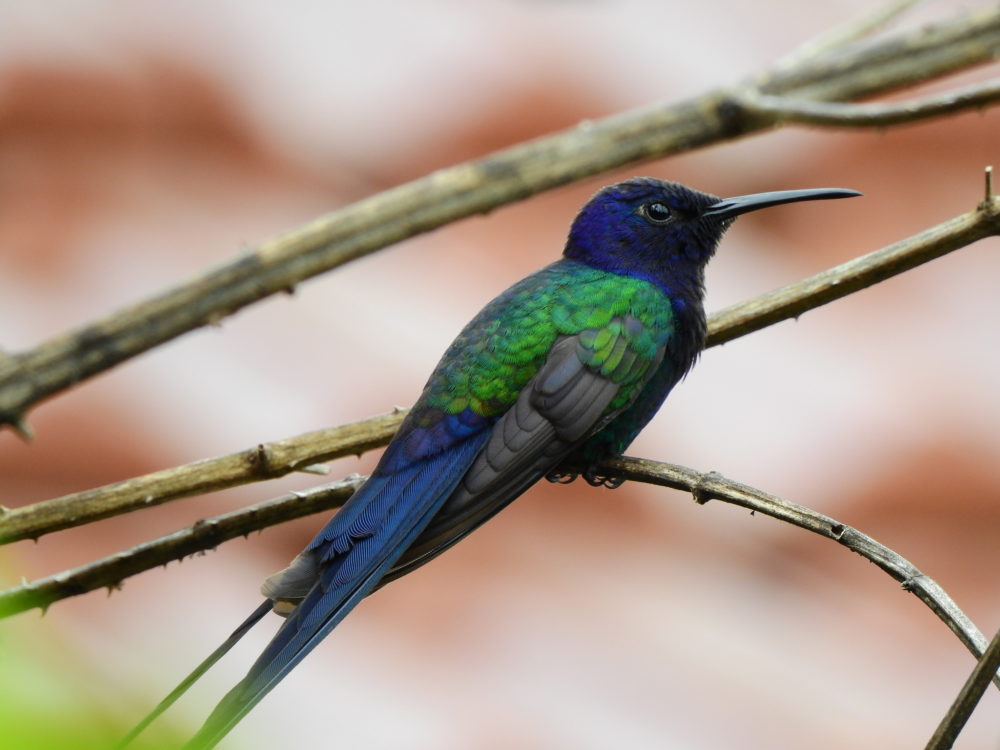 colibrí golondrina