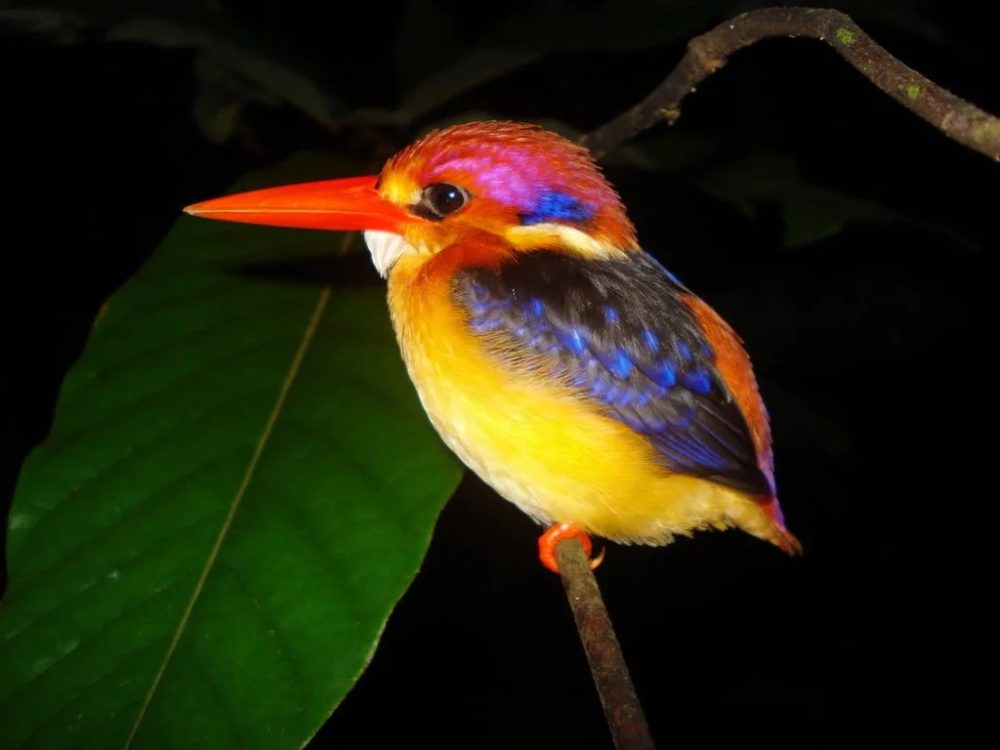 Colobo rojo de Zanzíbar