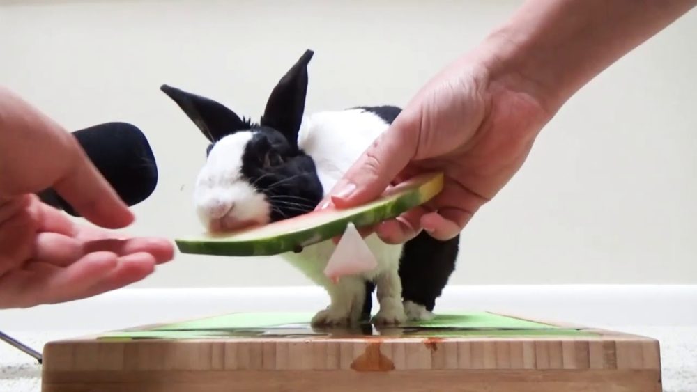 ce que mangent les lapins