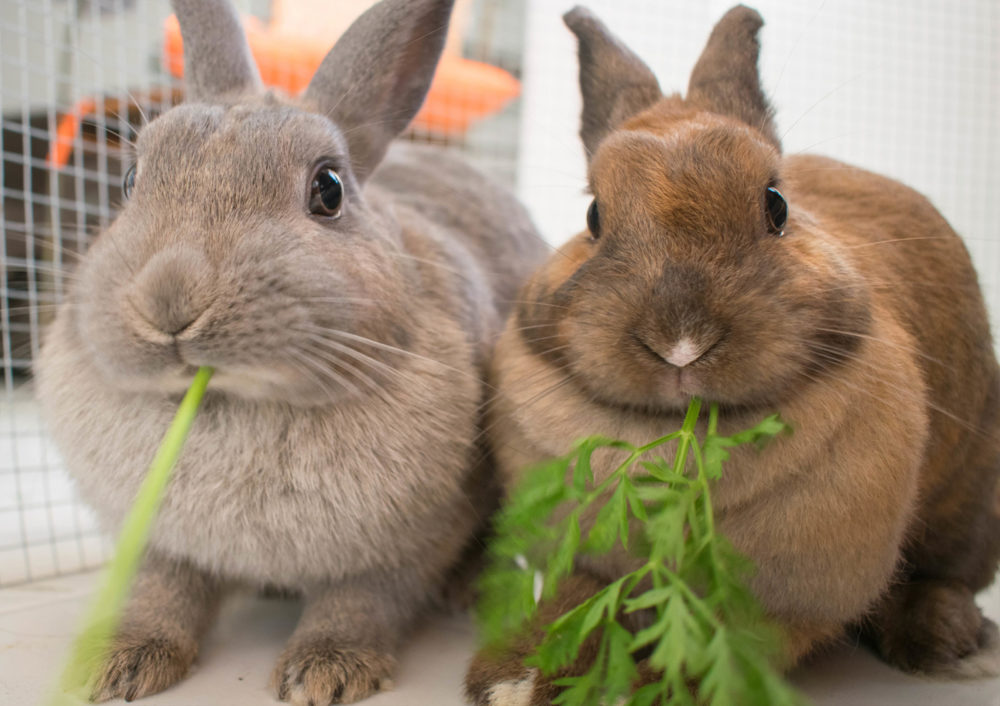 ce que mangent les lapins
