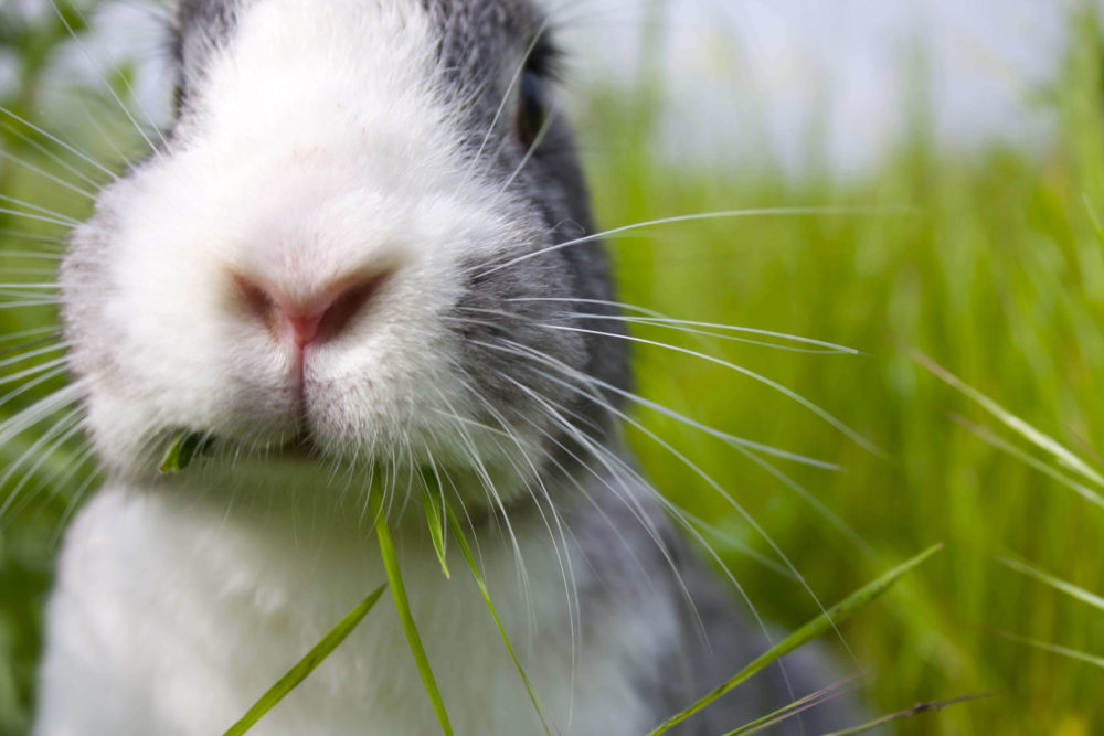 ce que mangent les lapins