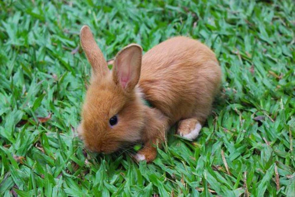 qué comen los conejos