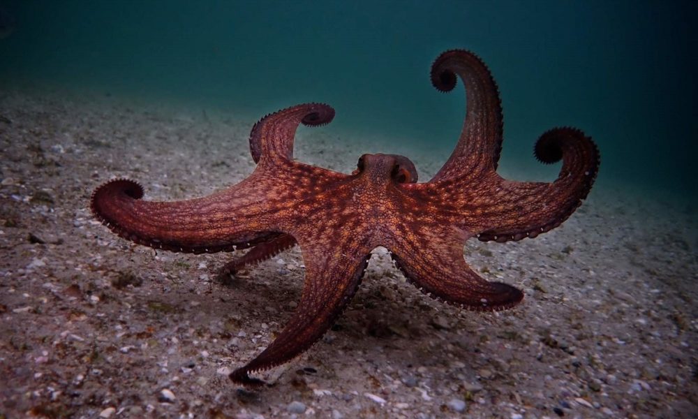 cuántos corazones tiene un pulpo
