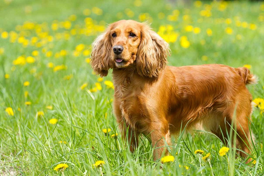 prendre soin d'un Cocker Spaniel anglais