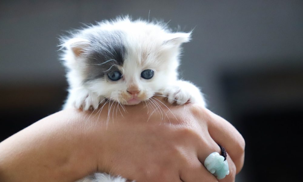 Esterilizar a una gata tiene múltiples beneficios para la salud del animal