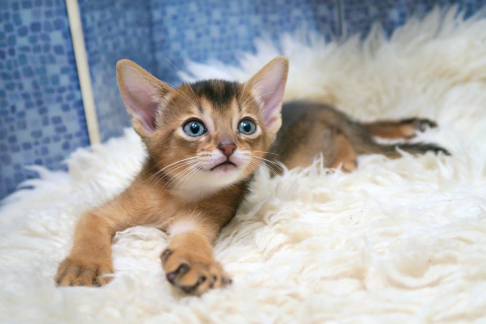 Le chat Abyssin a toujours le tempérament d'un chiot