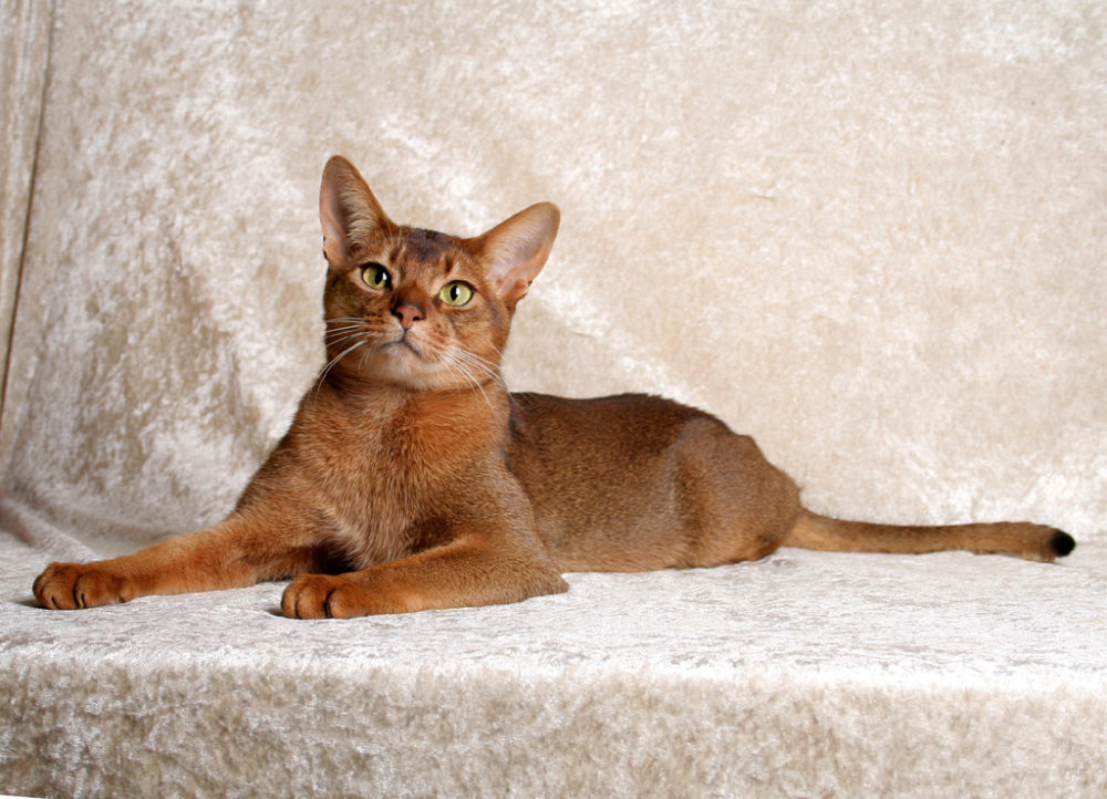 Ce chat aime les hauteurs