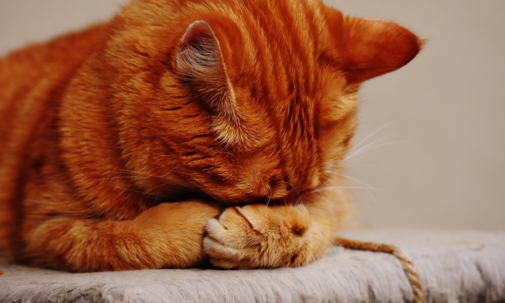 La toxoplasmosis en gatos puede transferirse a los humanos