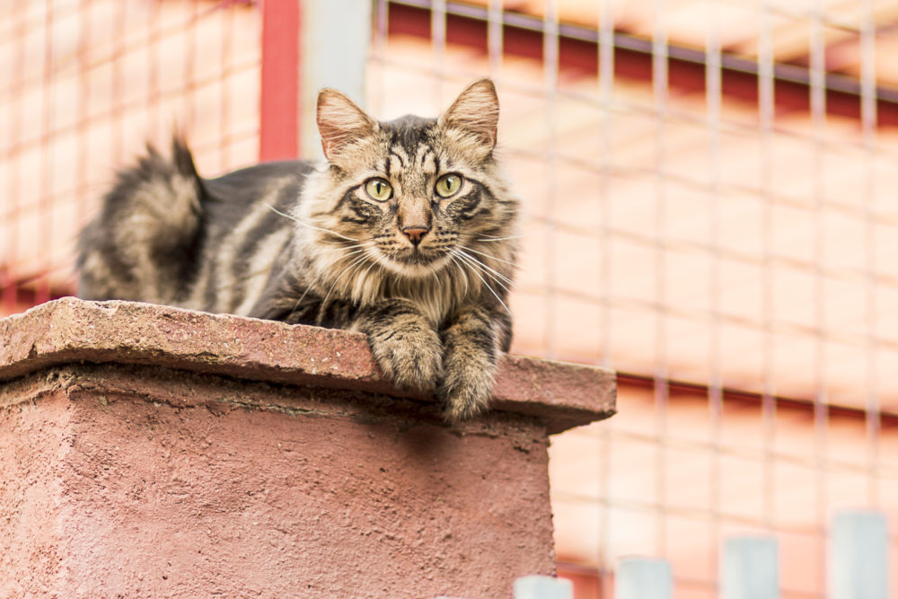 adoptar un gato en Burgos