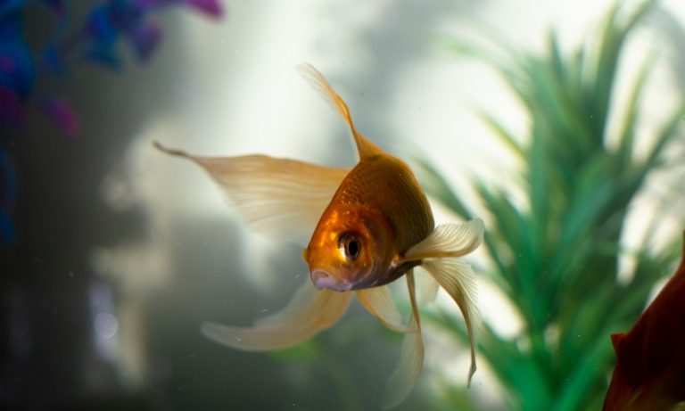 El goldfish es una alternativa para comprar peces online