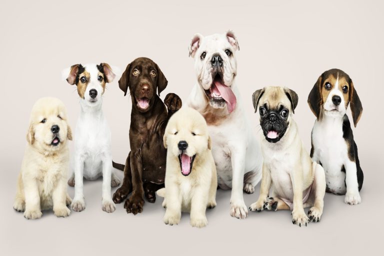 Hôtels acceptant les animaux de compagnie en Espagne