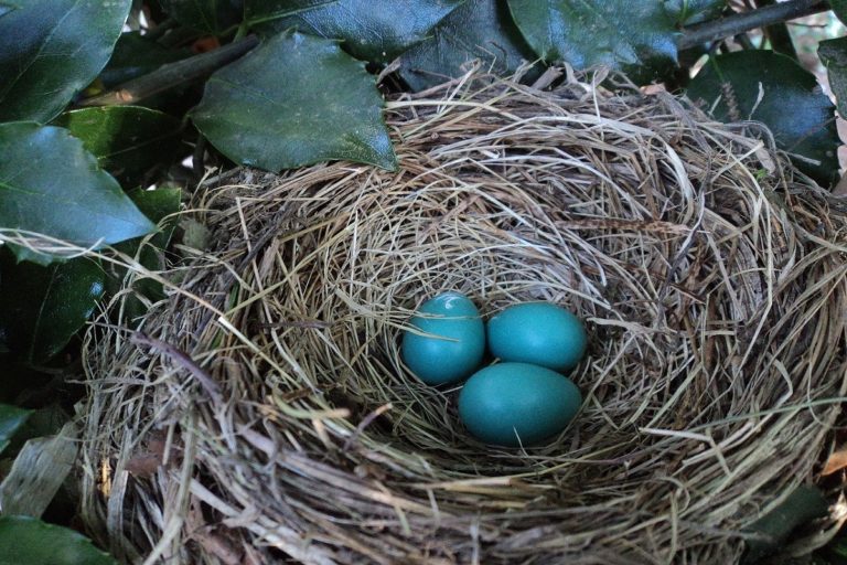 œufs bleus de l'Araucana galliana