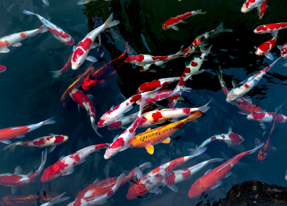 Si vous souhaitez acheter des poissons en ligne pour de grands aquariums, les carpes Koi sont la meilleure option.
