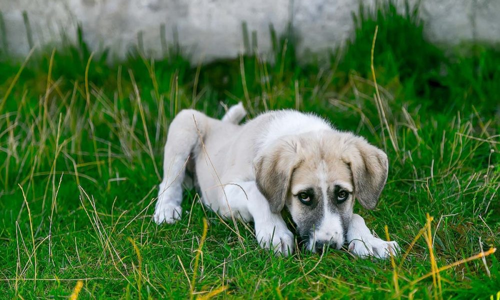 leishmaniosis en perros