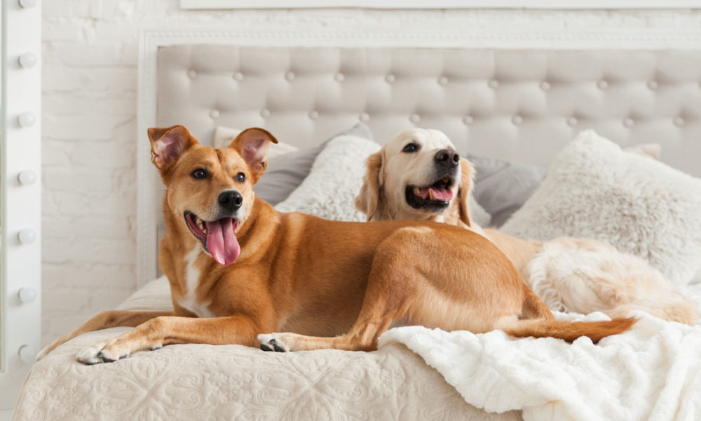 les chiens sans race