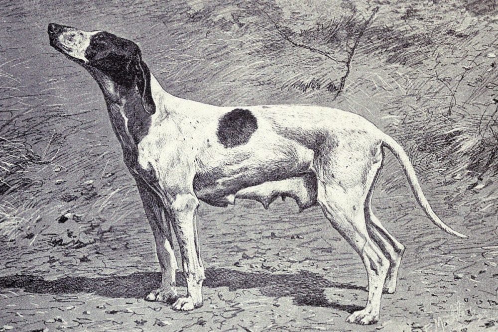 De nombreux éleveurs de chiens ont croisé l'espèce avec d'autres pour en créer de nouvelles, provoquant la disparition de l'espèce d'origine.
