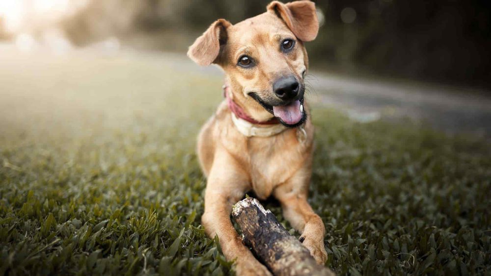 les chiens sans race