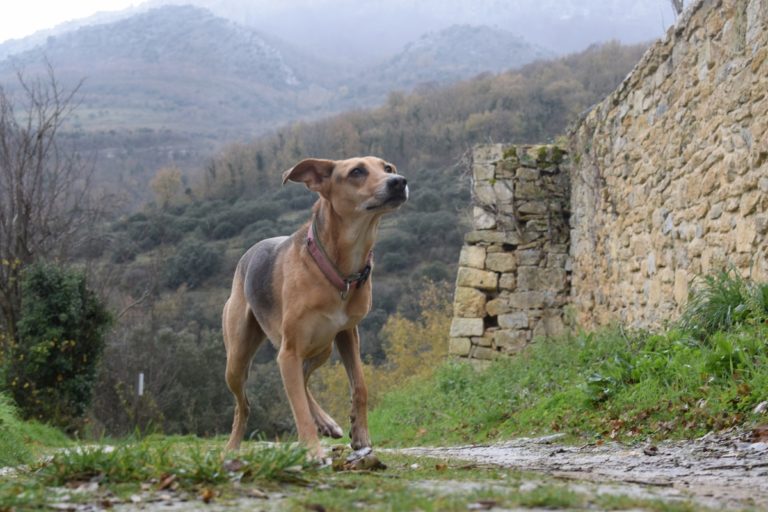 les chiens sans race