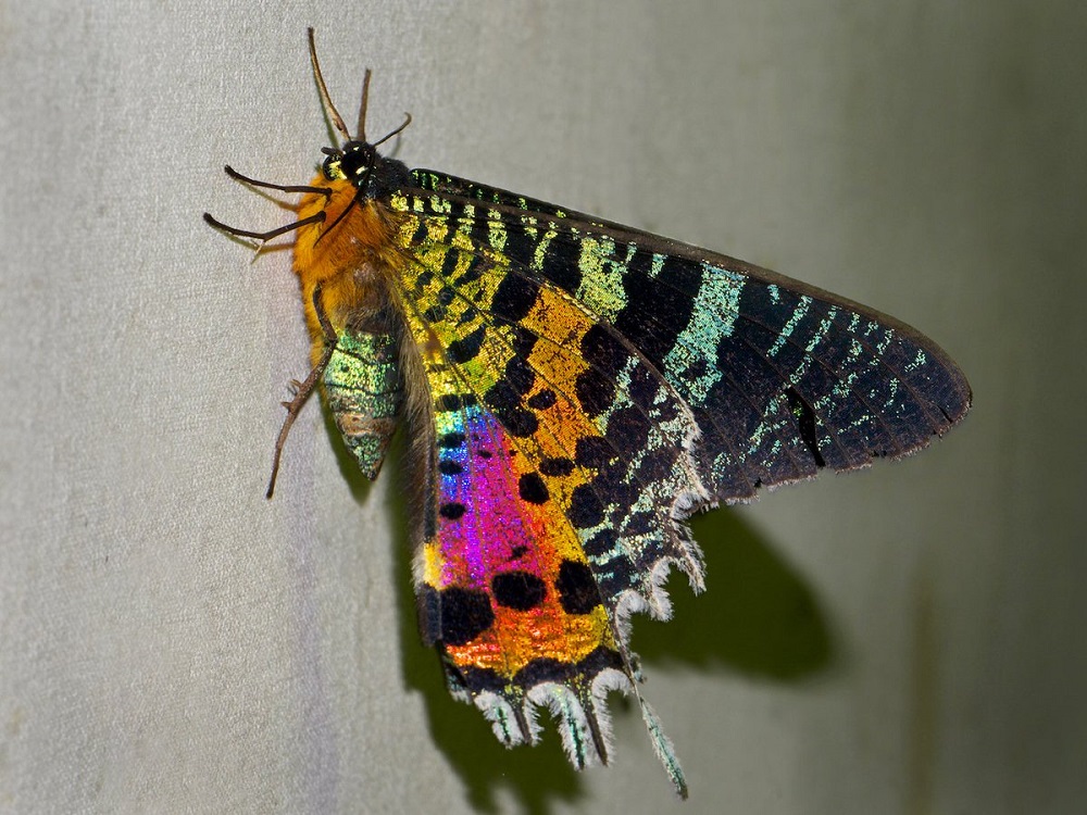 polilla de Madagascar