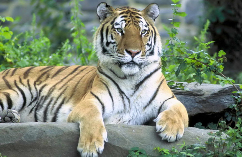 Tigre de bengala