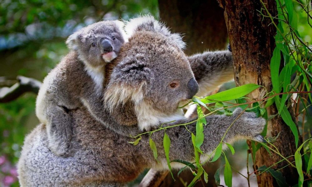 alimentación de los koalas