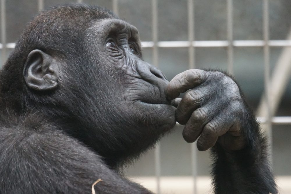 animales más inteligentes del mundo
