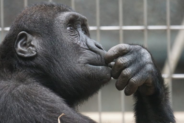 les animaux les plus intelligents du monde