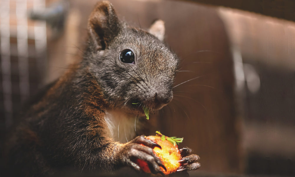Importancia de conocer qué comen las ardillas antes de alimentarlas