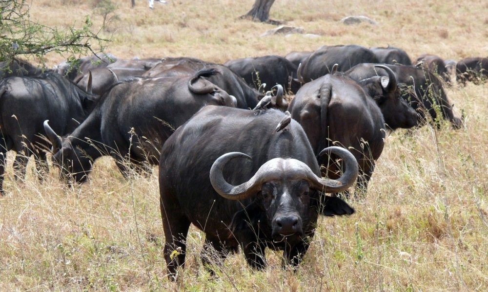 Búfalo africano