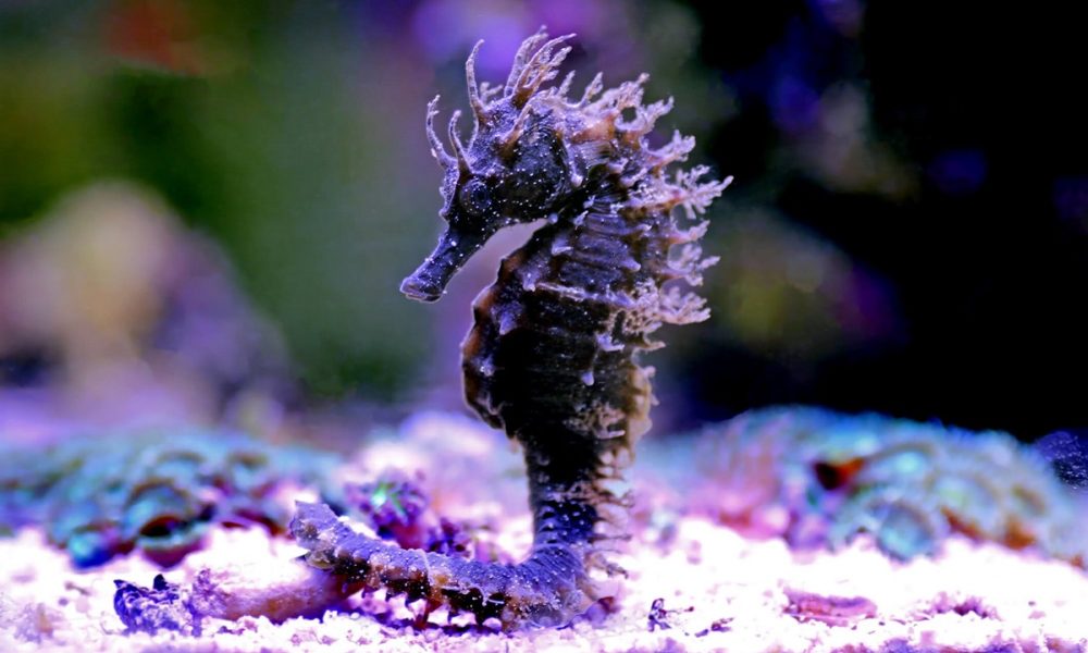 caballito de mar