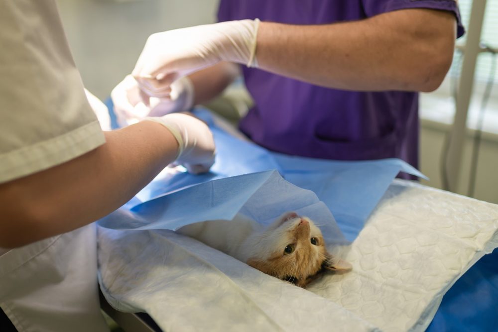 Le cancer du sein chez les chats peut être évité grâce à la stérilisation.