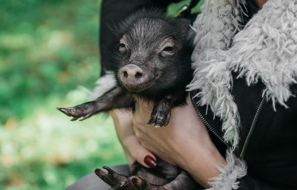 Que mangent les cochons de compagnie ?