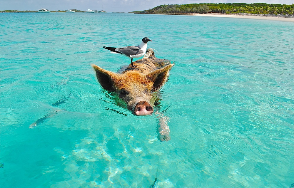 Le cochon est l'un des animaux les plus intelligents du monde