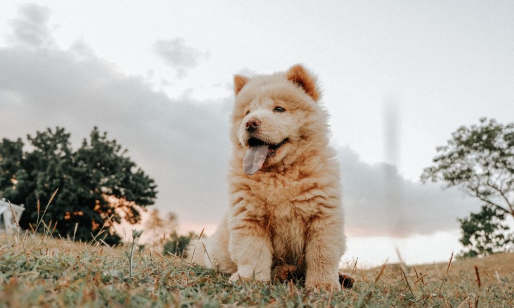 El perro Chow Chow es uno de los más antiguos del mundo