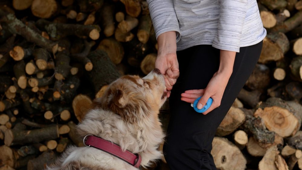 dresser un chien avec un clicker