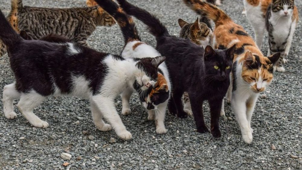 ce que mangent les chats
