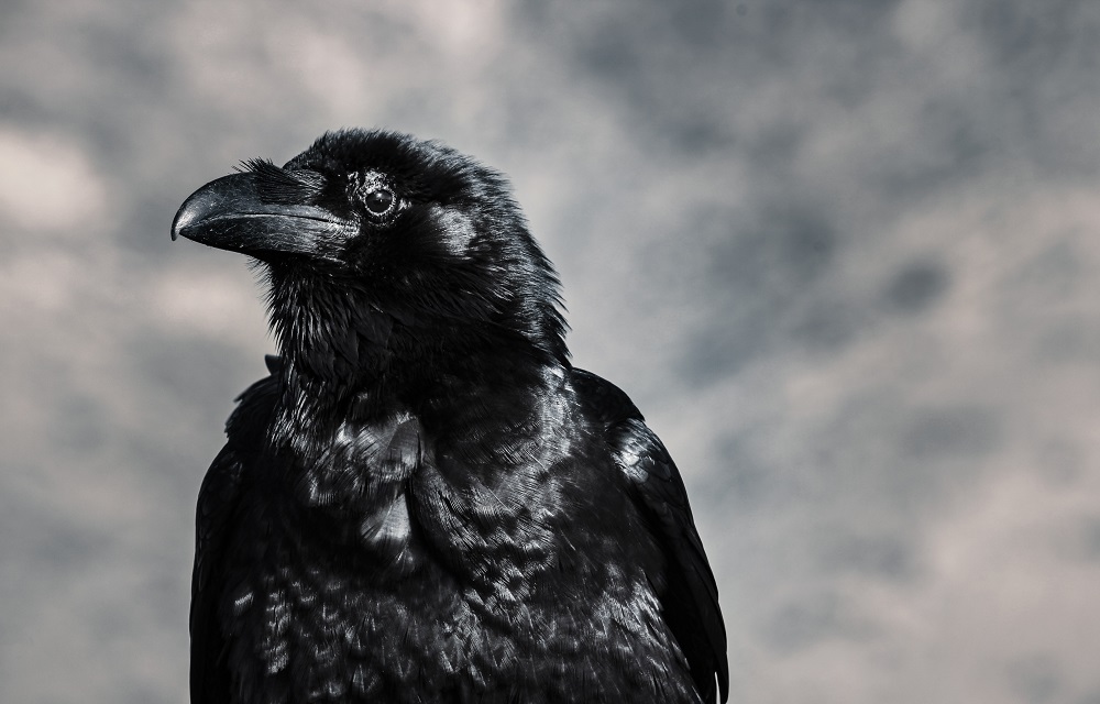 Le corbeau est l'un des animaux les plus intelligents du monde