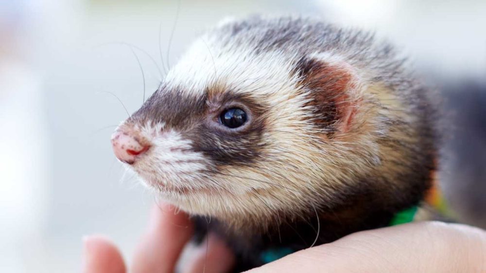 prendre soin d'un furet de compagnie