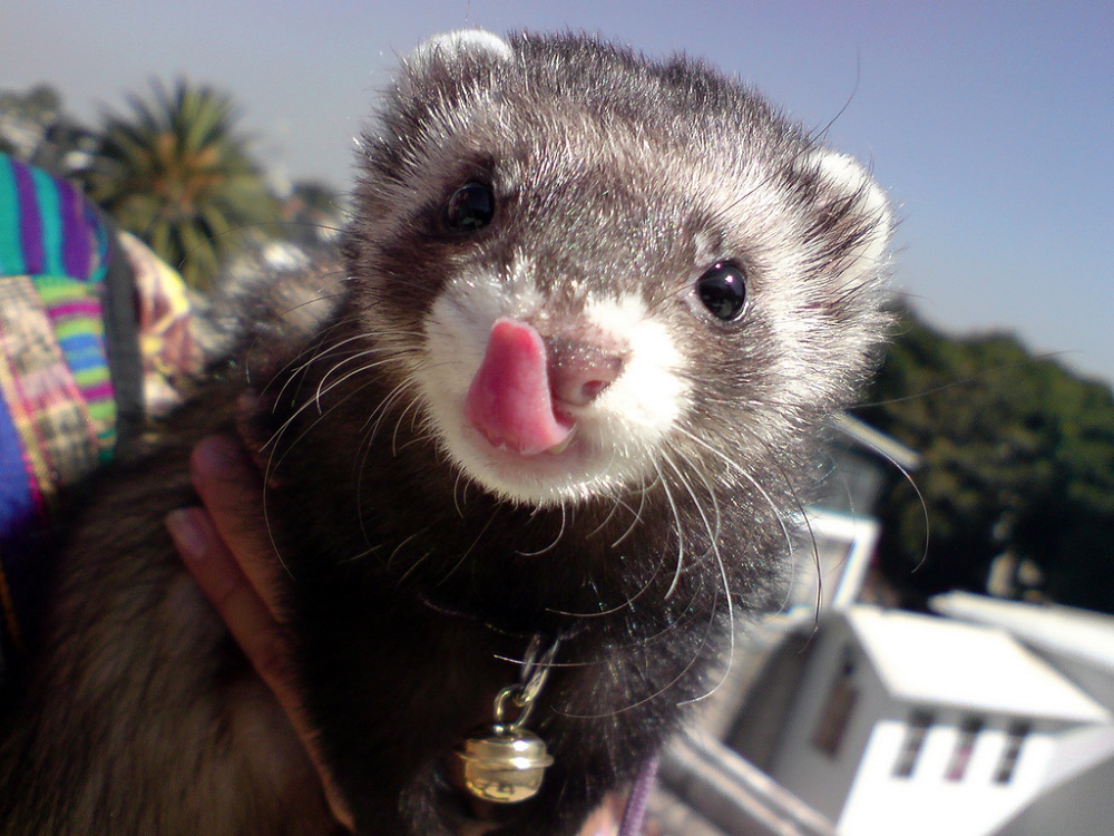 prendre soin d'un furet à la maison