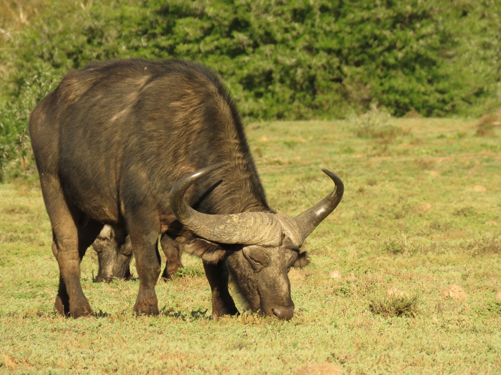 Faits amusants sur le buffle