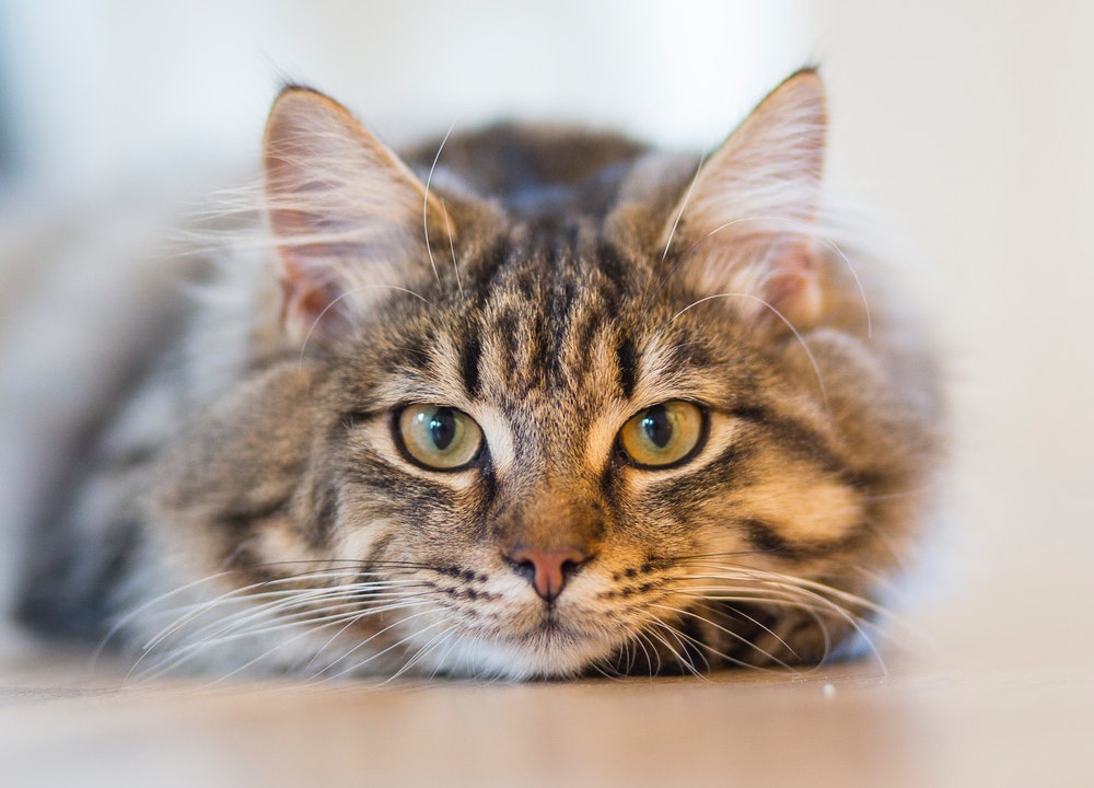También puedes asegurar a gatos, caballos y animales exóticos