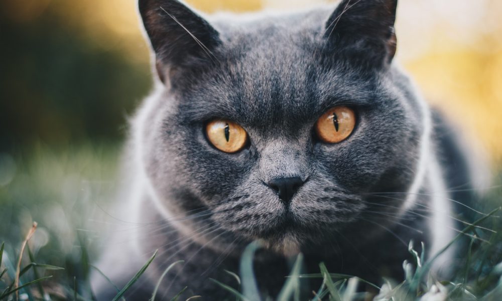 El gato British es una de las razas más populares y tiene infinidad de colores