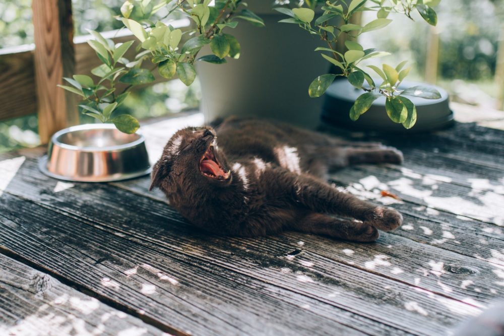 plantes médicinales bénéfiques pour les animaux de compagnie